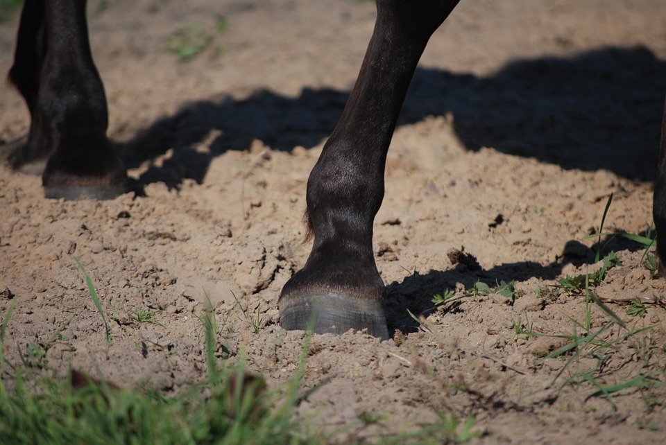 Un niño de apenas un año y medio de edad murió tras recibir la patada de un caballo