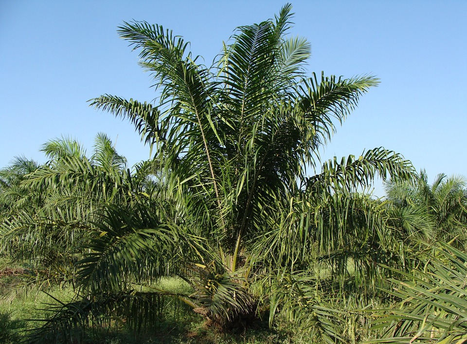 oil-palm-287899_960_720