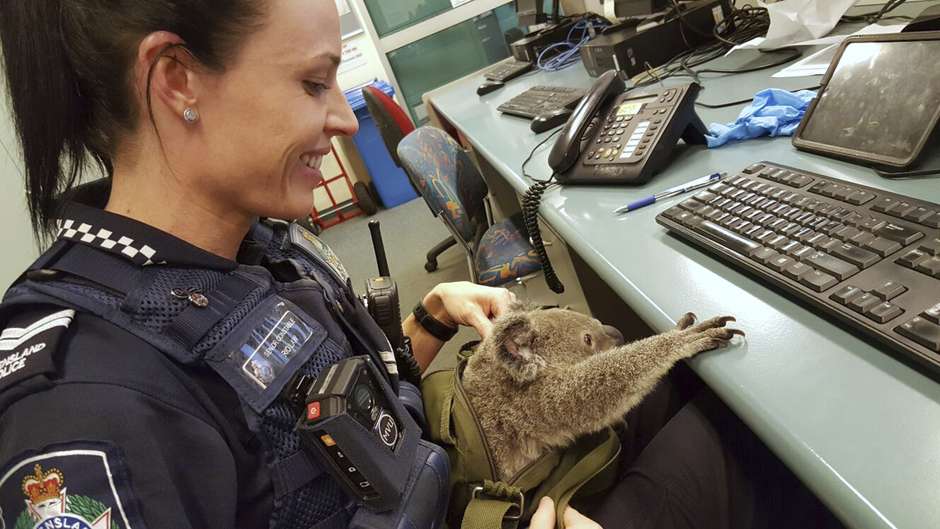 una-mujer-cargaba-un-koala-en-una-maleta