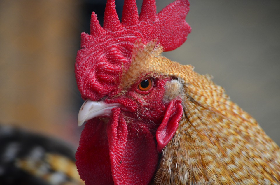 Gallo mata a su dueño en India