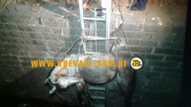 Bomberos Unidos le salvan la vida a un «cholenco» en Managua