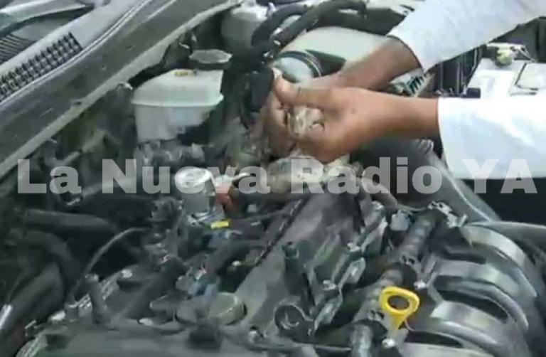 Culebra venenosa evita que Ricardo Mayorga comprara un carro