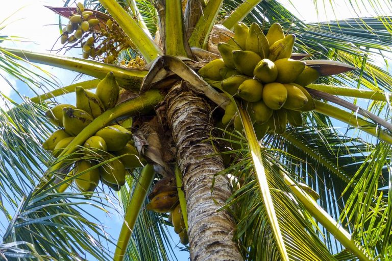 Turista muere aplastado por un árbol de cocos