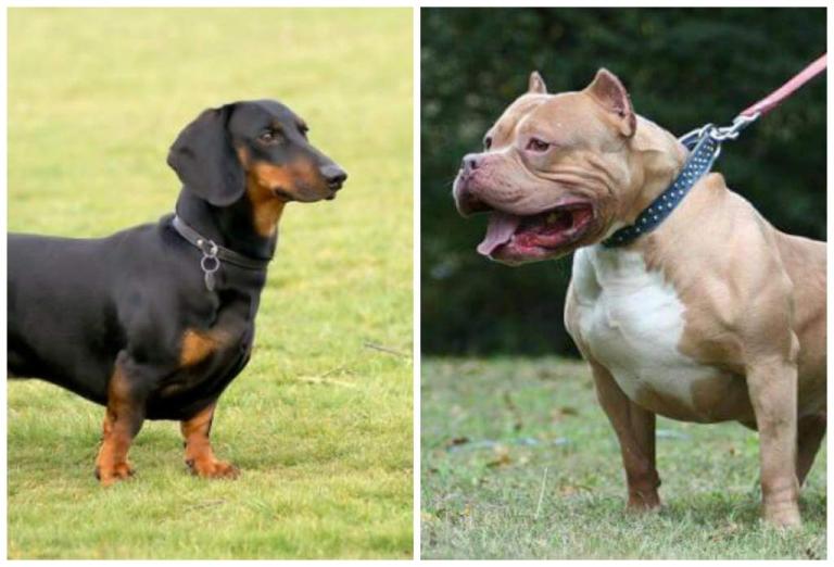 Esto pasa cuando cruzan un perro salchicha con pitbull