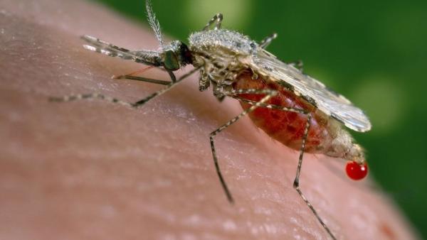 MINSA confirma baja de influenza y malaria en Nicaragua
