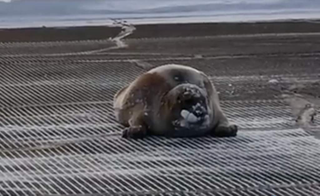 Una enorme foca decidió tomar un baño de sol en la pista del Aeropuerto de Alaska