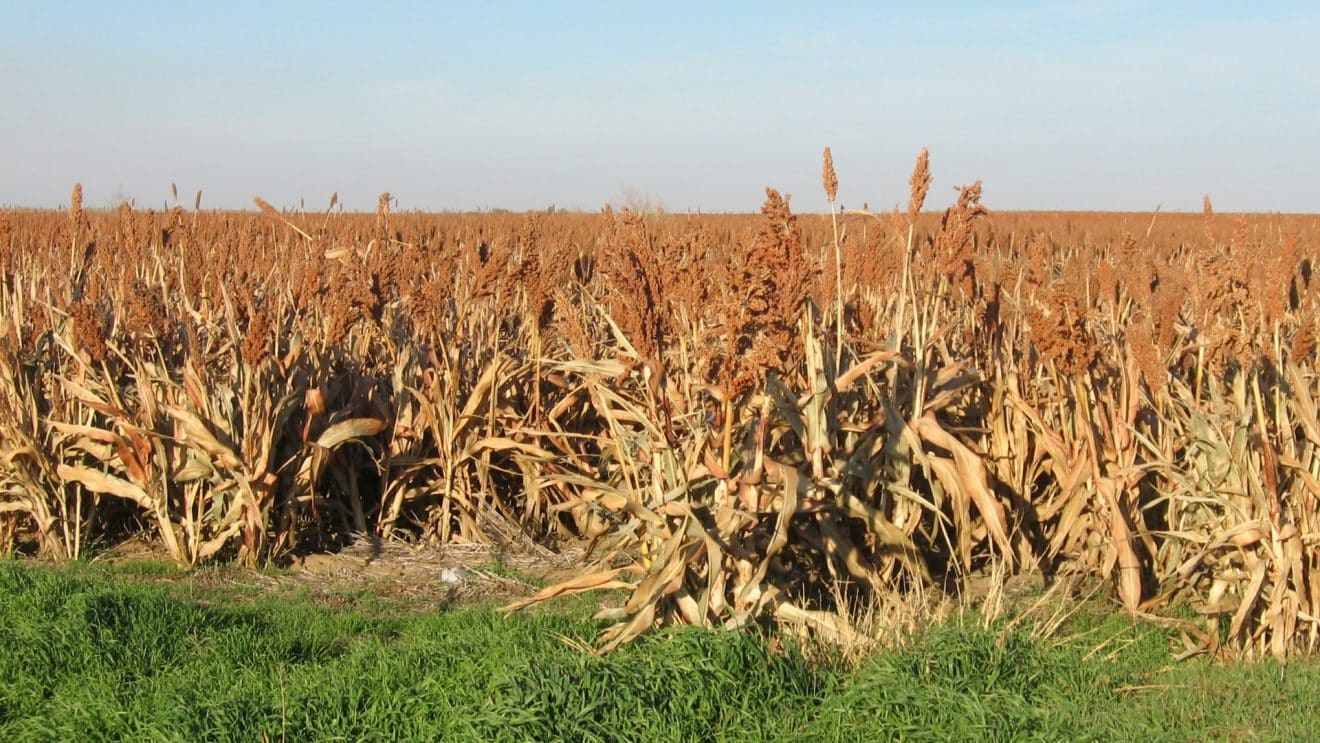 cultivo de sorgo rojo