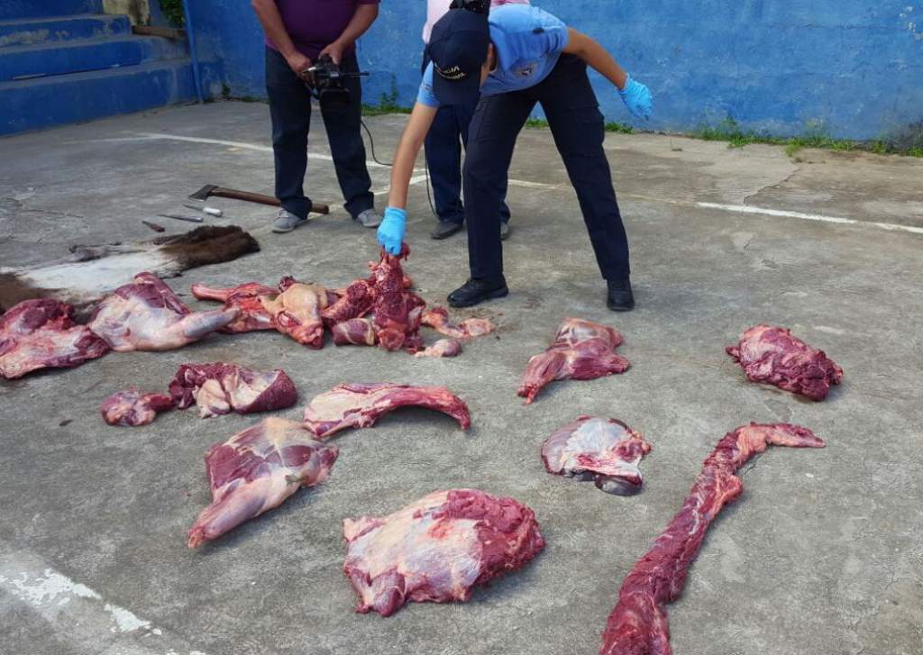 Incautan carne burro en Honduras. Foto Prensa.hn