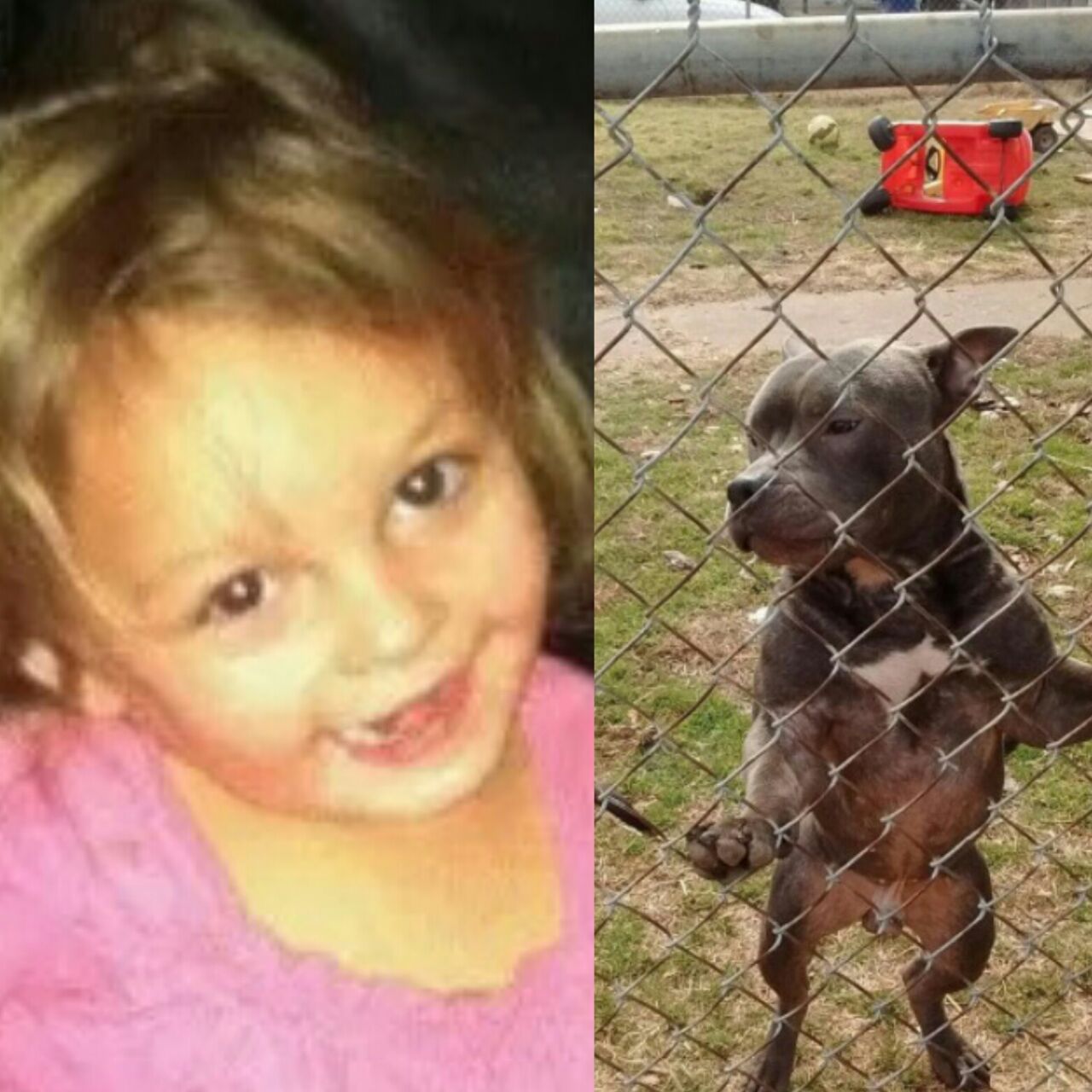 Rylee Marie fue atacada brutalmente por un perro pitbull