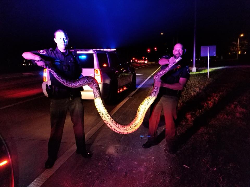 Un policía estadounidense logró capturar una enorme pitón sólo con sus manos