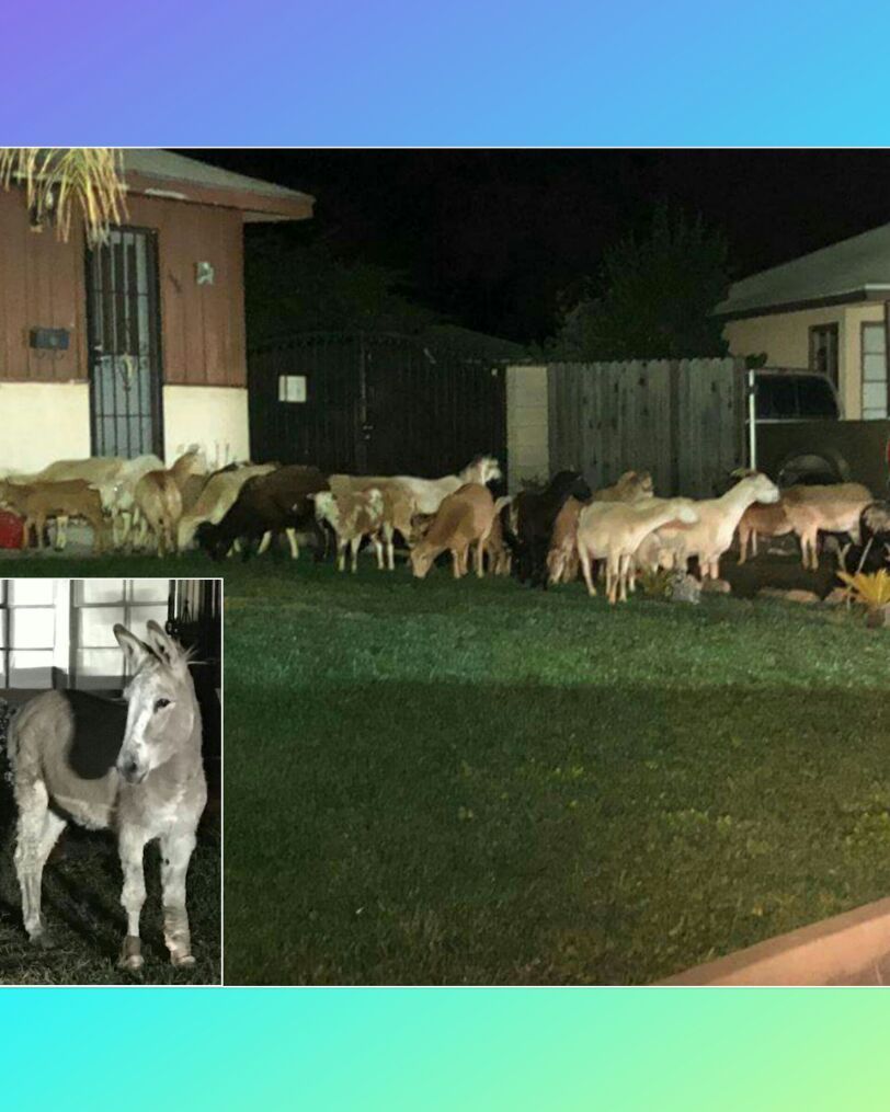 El curioso escape del burro, las ovejas y cabras ocurrió en California