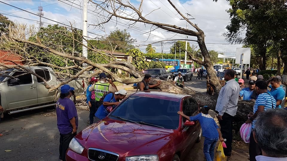 El árbol dañó un automóvil y una camioneta este jueves