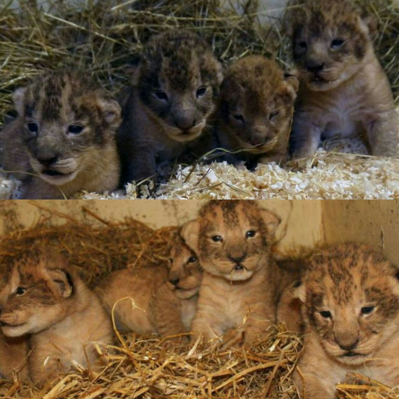 El zoológico los mató porque eran muy grandes