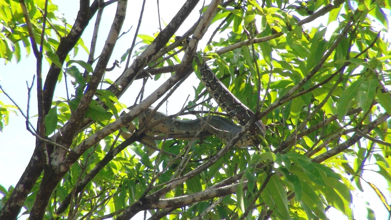 La enorme boa fue encontrada en Bilwi, Caribe Norte