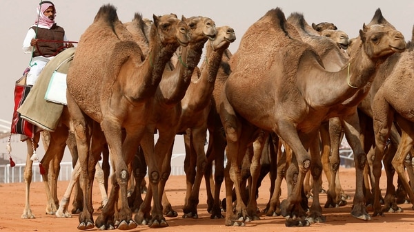 Concurso de camellos en Arabia Saudí