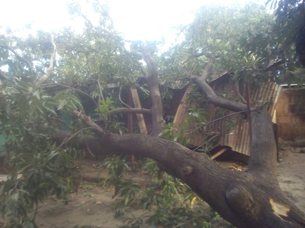 El Árbol tenía unos 60 años de antigüedad