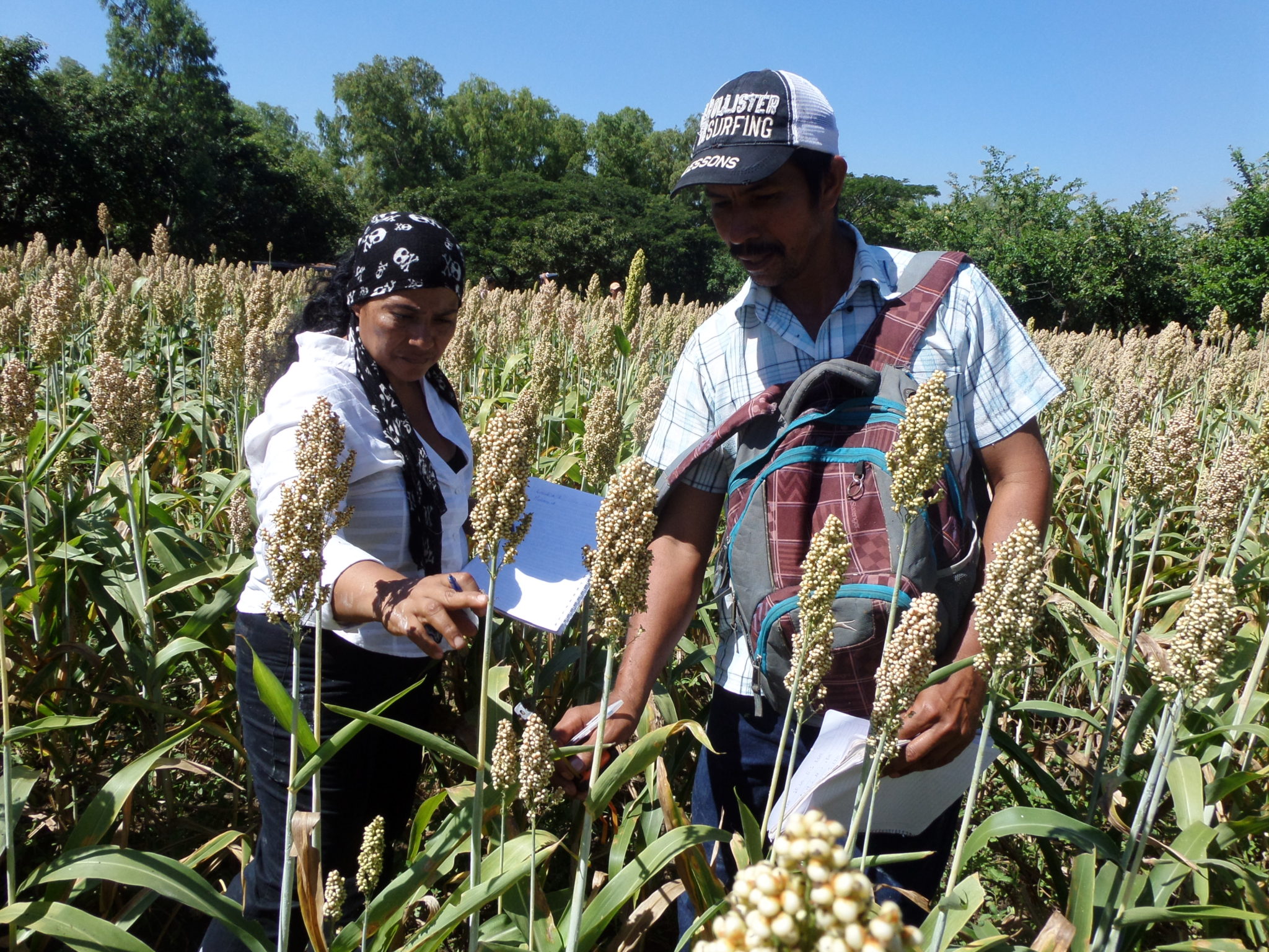 Productor de Sorgo en Nicaragua