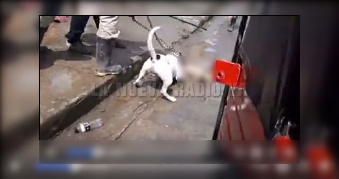 Imágenes del brutal ataque realizado por un pitbull contra un perro pequeño en El Cúa