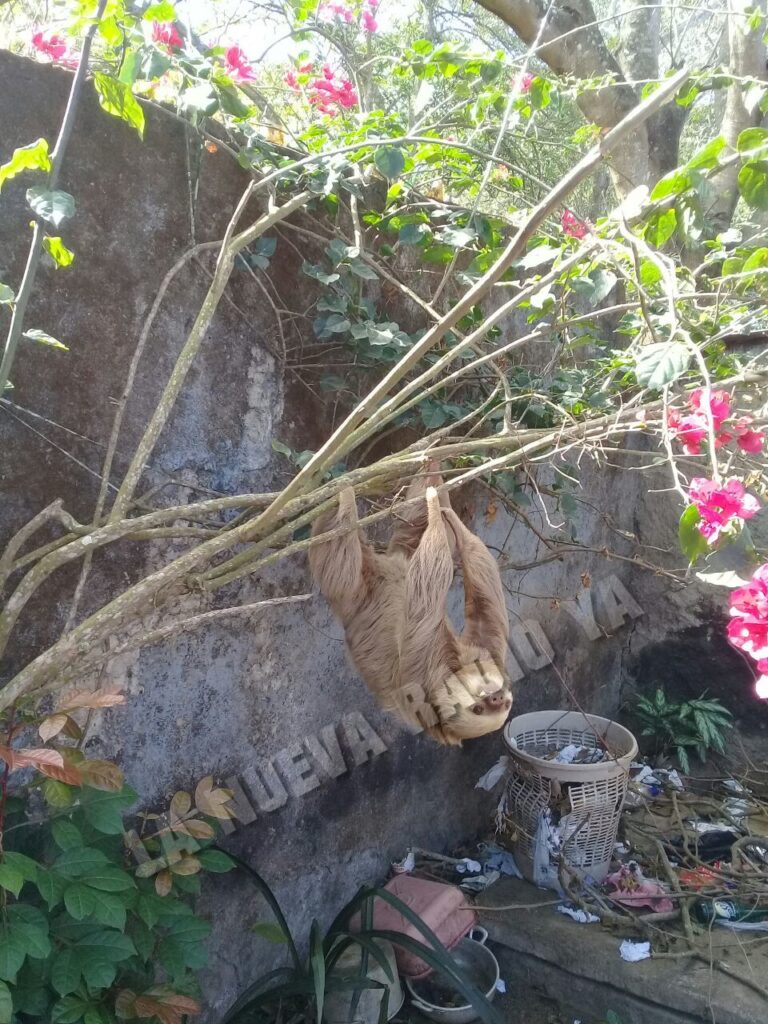 Rescatan a un perezoso que se cayó mientras desayunaba hojas de