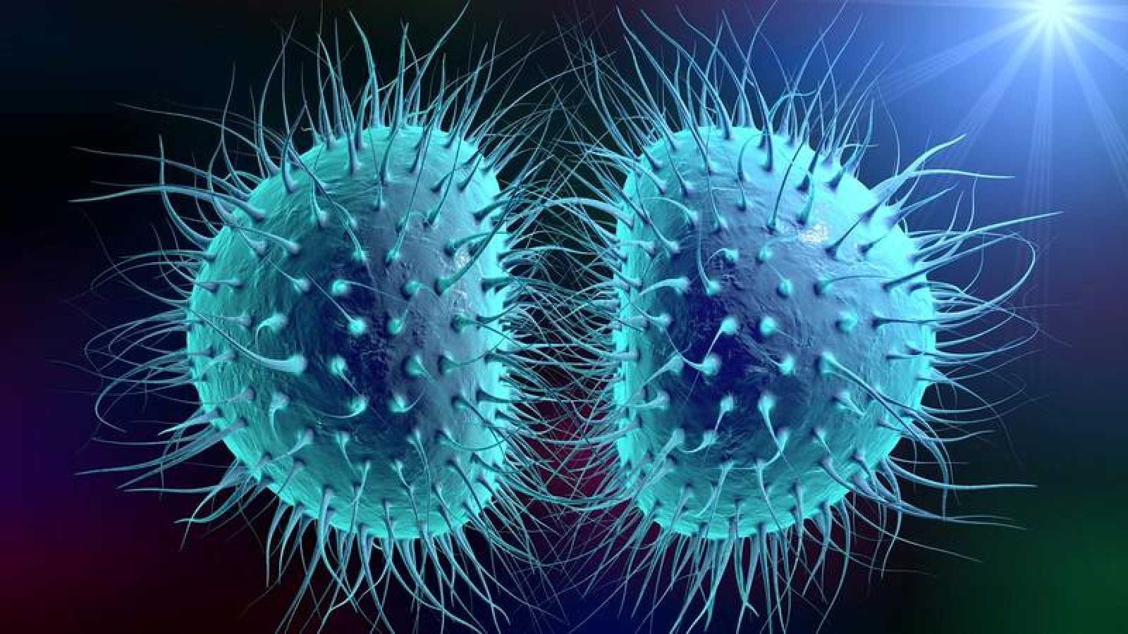 Las bacterias Neisseria gonorrhoeae son las causantes de la enfermedad de la gonorrea.