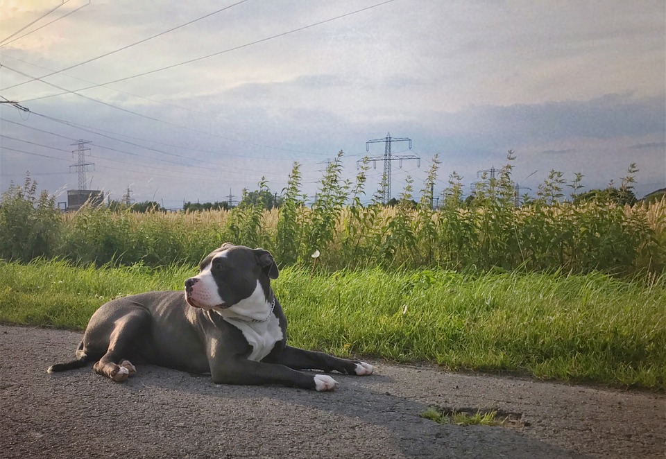 Un perro de la raza American Bully