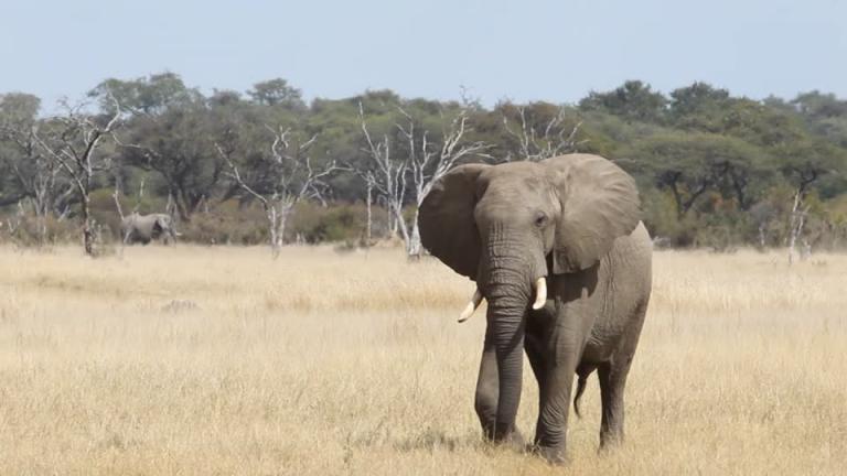 Elefante mata a una turista alemana en Zimbabue