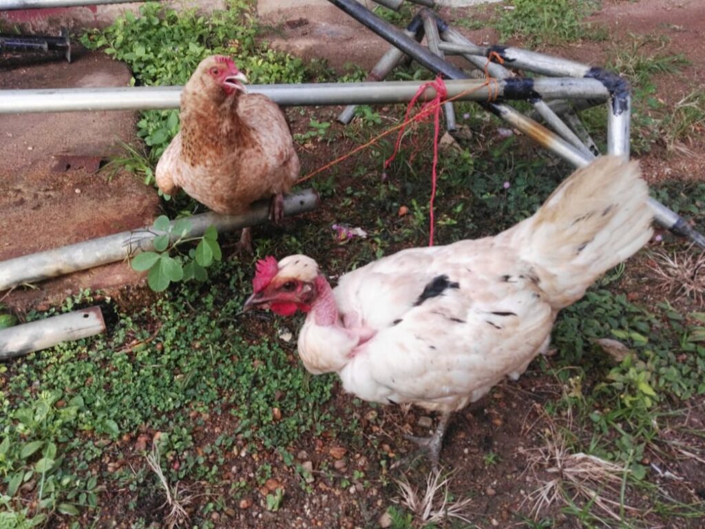 Gallinas de Patio