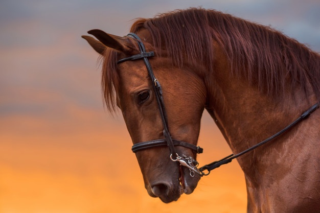 Mujer es encarcelada por llamarle "caballo" a la nueva mujer de su ex