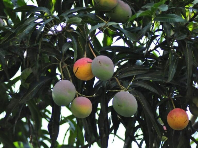 Hombre fallece al caerle encima la rama de un árbol de mangos