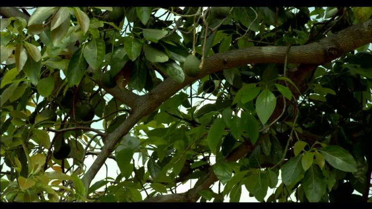 Rama de árbol mata a un campesino en Waslala