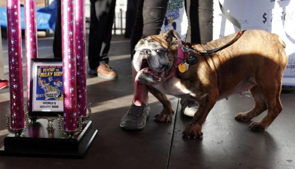 Premian al perro más feo en Pataluma, Estados Unidos 