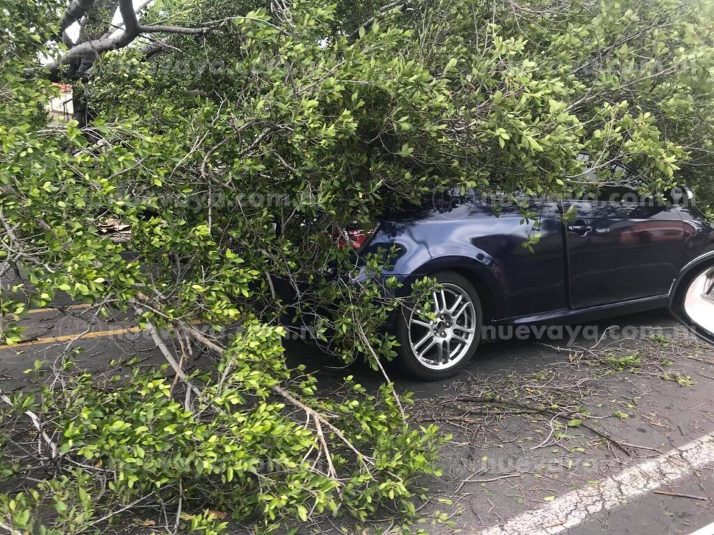 Una mujer sufrió el susto de su vida al caerle sobre su vehículo un árbol en Managua