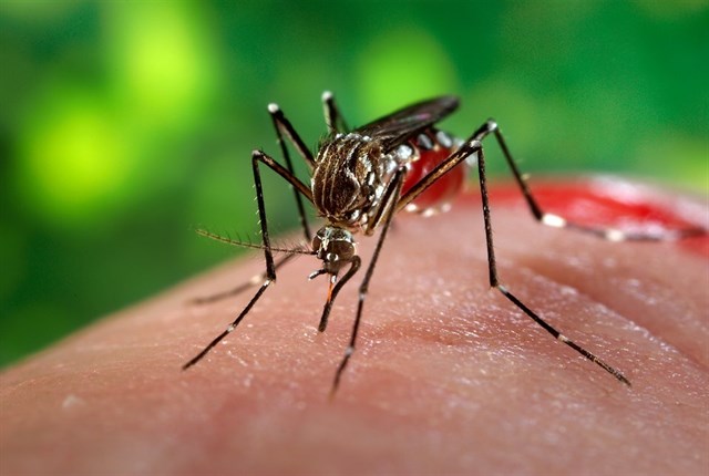 14 personas han muerto por dengue en Nicaragua