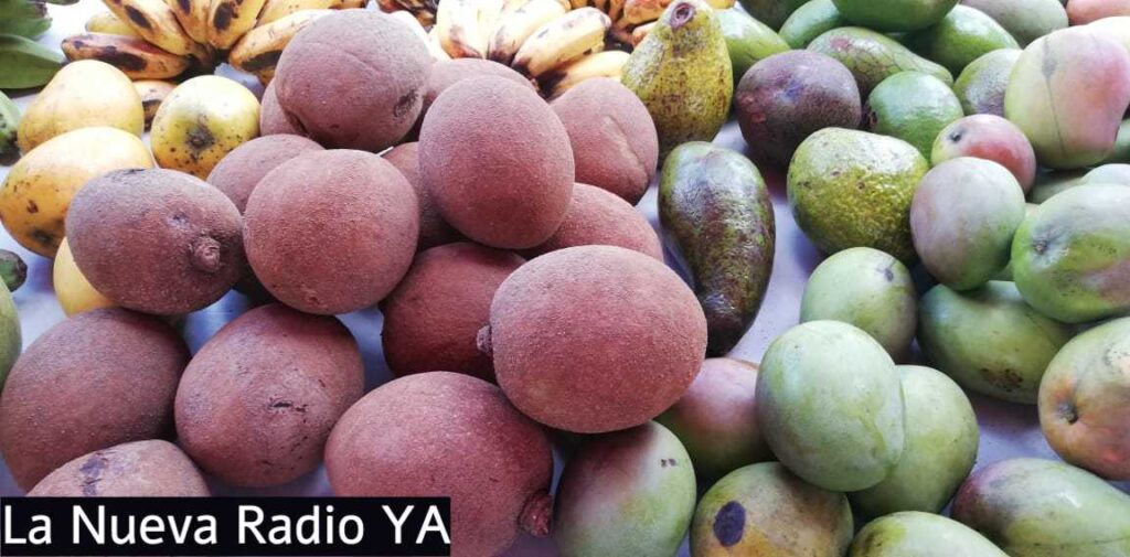 Mangos en el Mercadito Campesino