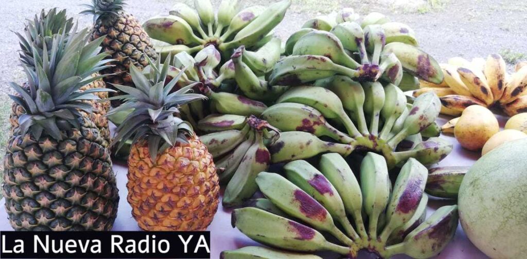 Piñas y Plátanos en el Mercado Campesino