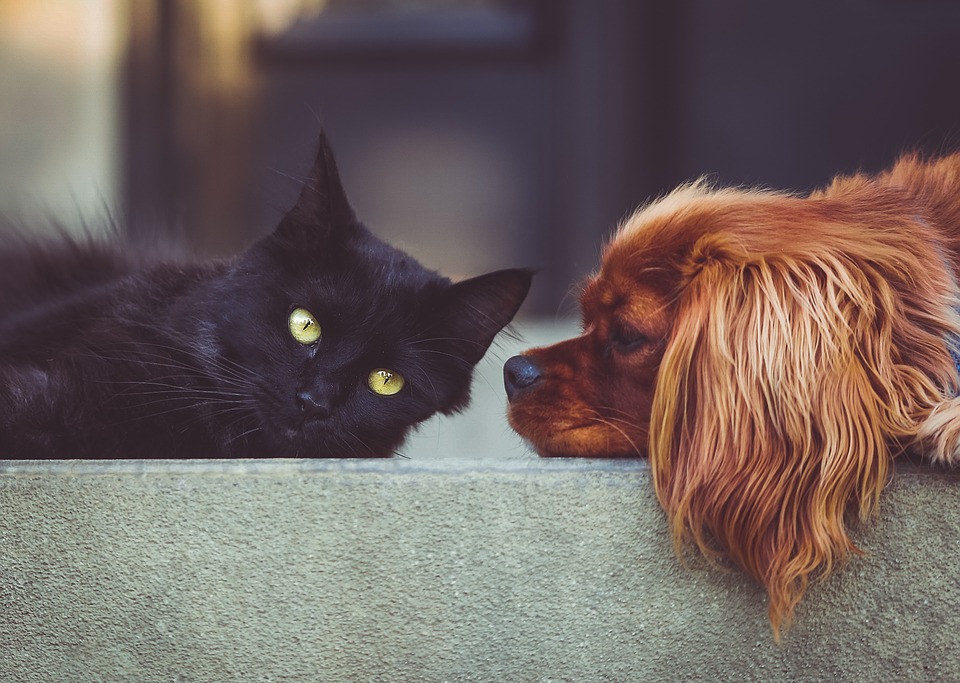 Personas inescrupulosas están envenenados a perros y gatos en Estelí