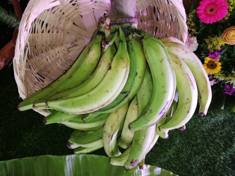 Agroindustria del plátano impulsa la economía nicaragüense con 4.8 millones de kilos