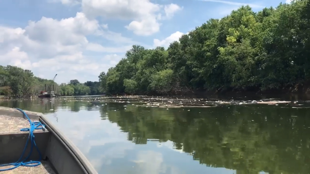 Peces mueren ahogados en Whisky en río Ohío