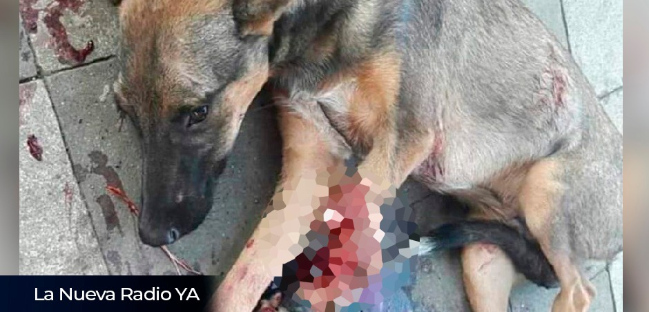 Una perrita callejera resultó con una fractura expuesta tras ser atropellada en León