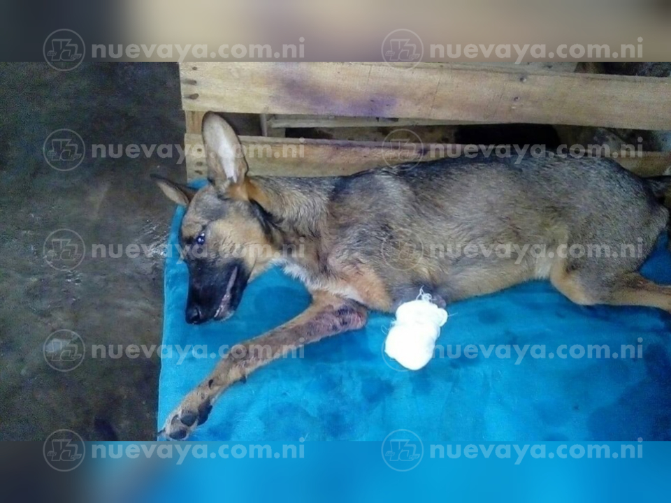 Un veterinario tuvo que amputarle una pata a la perrita