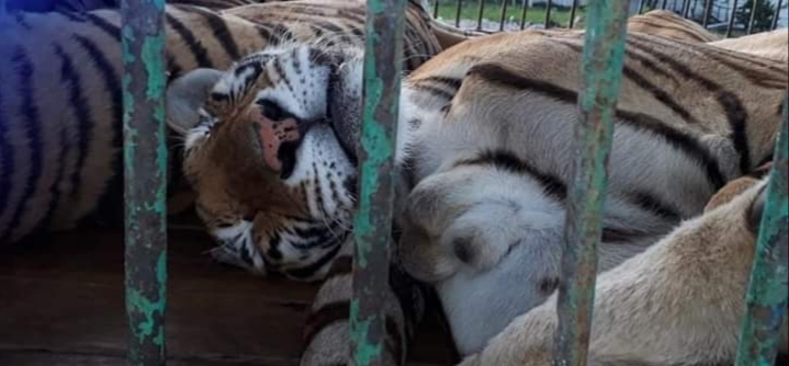 Tigres de bengala en una jaula