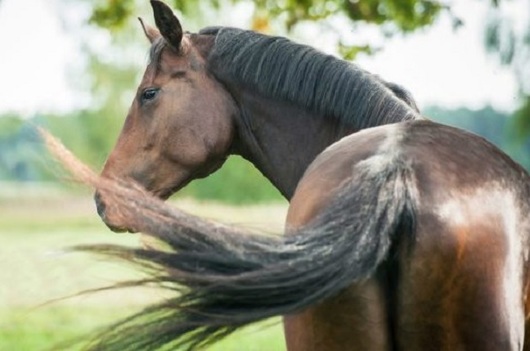 Caballo cae a letrina