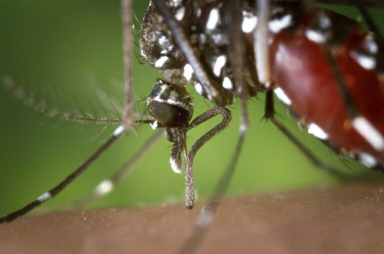 Dengue cobra vida número 21 este año en Nicaragua