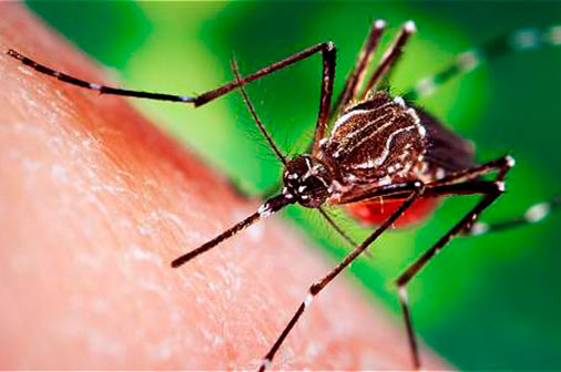 Dengue en Argentina 