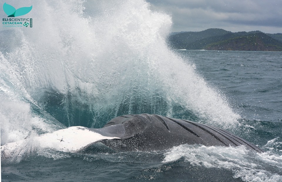 Avistamiento de ballenas del hemisferio sur en Nicaragua. Foto cortesía Eli-Scientific