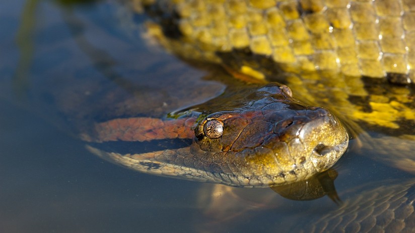 Encuentran anaconda gigantesca en río Formoso de Brasil