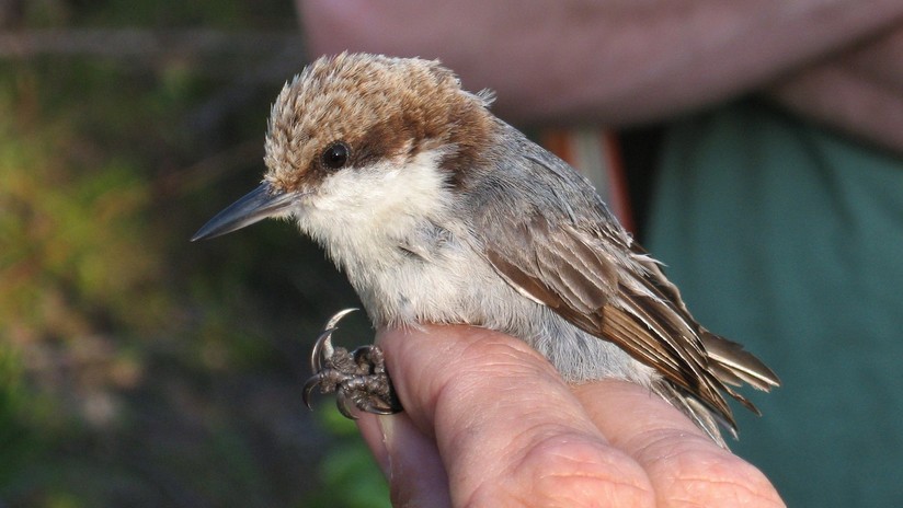 Dorian pudo haber acabado con tres especies de aves en Estados Unidos