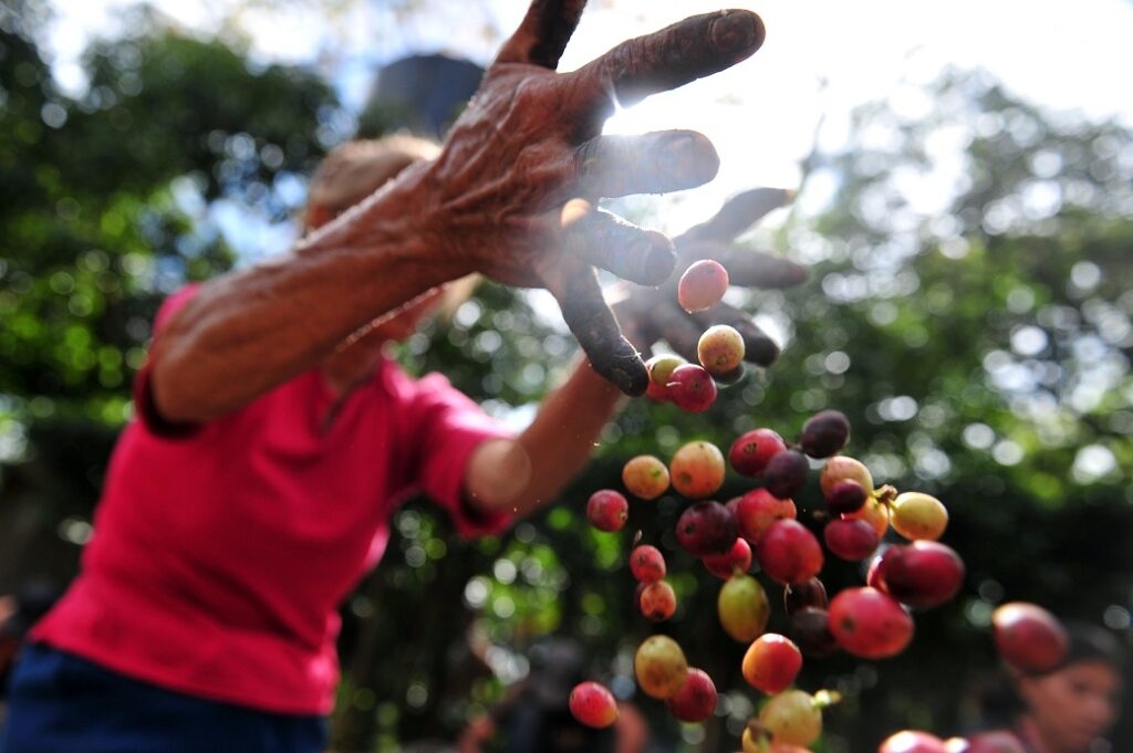 Productores de Café