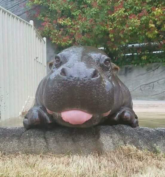 La hipopótamo Fátima