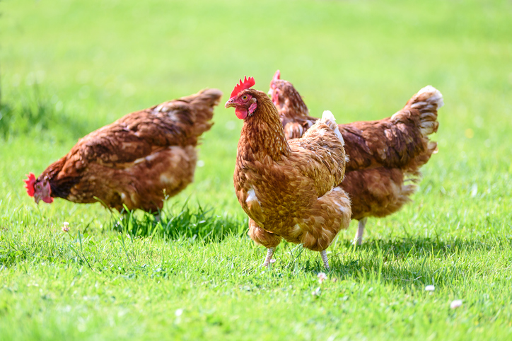 Hombre abusa a gallinas en Bogotá